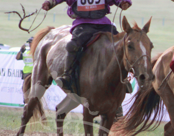 Энхтайваны хонгор халзан