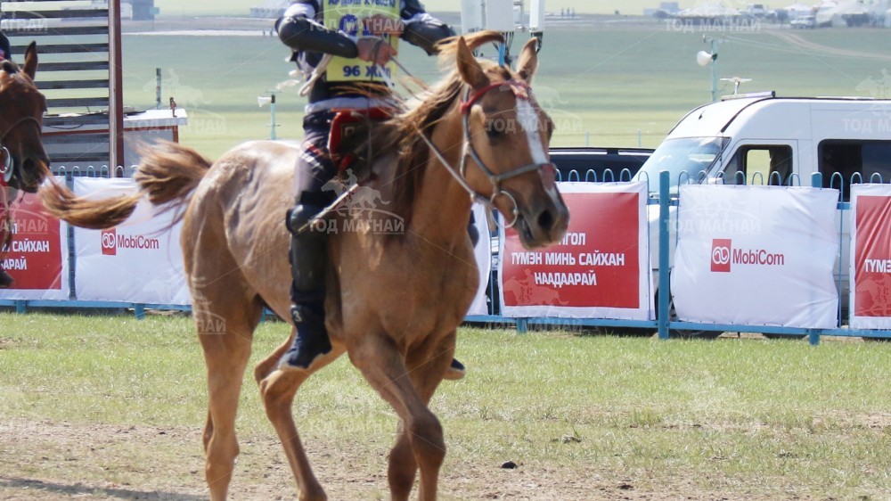 Хонгор халзан