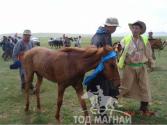 Ц.Ганхүүгийн хонгор халзан