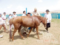 А.Ариунсайханы Хөөрхөн зээрд
