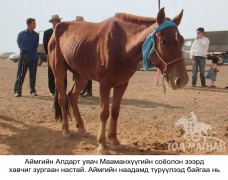 Аймгийн Алдарт уяач Ж.Мааманхүү: Зургаан насны морь айрагдаж түрүүлгэн, жийпээр шагнуулж байлаа
