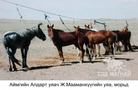 Аймгийн Алдарт уяач Ж.Мааманхүү: Зургаан насны морь айрагдаж түрүүлгэн, жийпээр шагнуулж байлаа