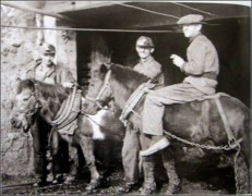 ПОНИ МОНГОЛД...