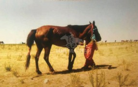 Аймгийн Алдарт уяач Х.Баатархүү: Олондоо хүндтэй өвөөгийнхөө үргэлжлэл болж яваа учраас морио сайн уяж, нутаг орныхоо нэрийг гаргахыг хичээдэг