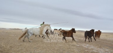 АЙМГИЙН АЛДАРТ УЯАЧ Ц.АДЪЯАСҮРЭН: МОРИО УНАЖ ЭДЛЭХ УХААНД УЯАЧИД МАНЛАЙЛМААР БАЙНА