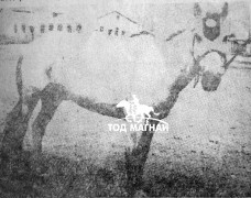 Галын бор хязаалан