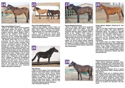 Хурдан удмын 35 адуу дуудлага худалдаанд орохоор болжээ