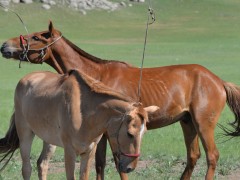 “Чингүнжавын хүлэг” МСУХ-ны тэргүүн Ж.Мөнхбаатар: Эв нэгдэл, хамтын хүчээр л амжилтанд хүрдэг